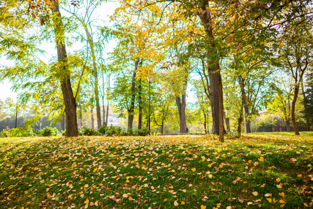 Does Your Insurance Cover IOP in Massachusetts? A September Guide to Verifying Behavioral Health Benefits